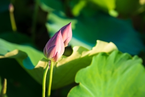 夏日荷塘粉色荷花花苞壁纸图片